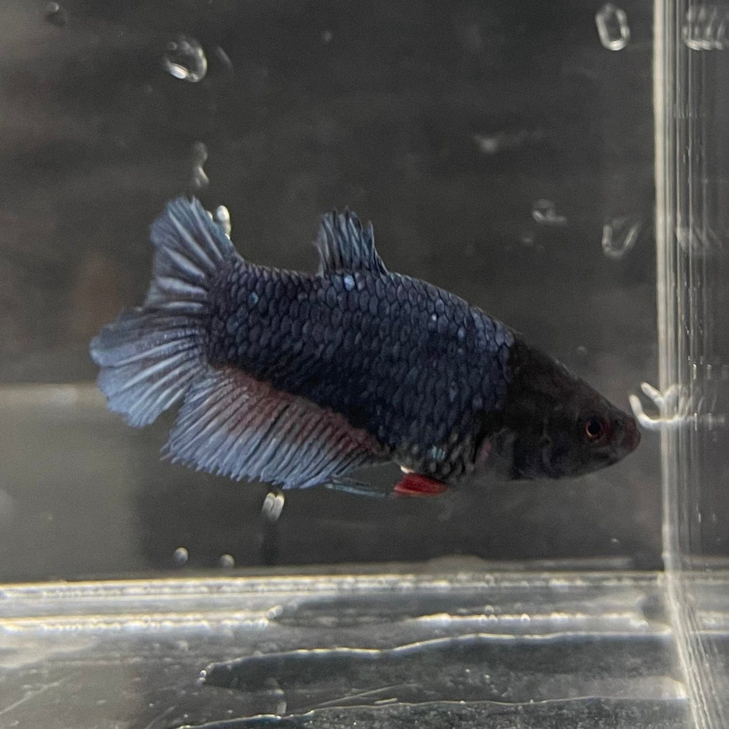 the-fish-farm Female Betta Female Betta - One Only - F Choose your own Female Betta at The Fish Farm Australia