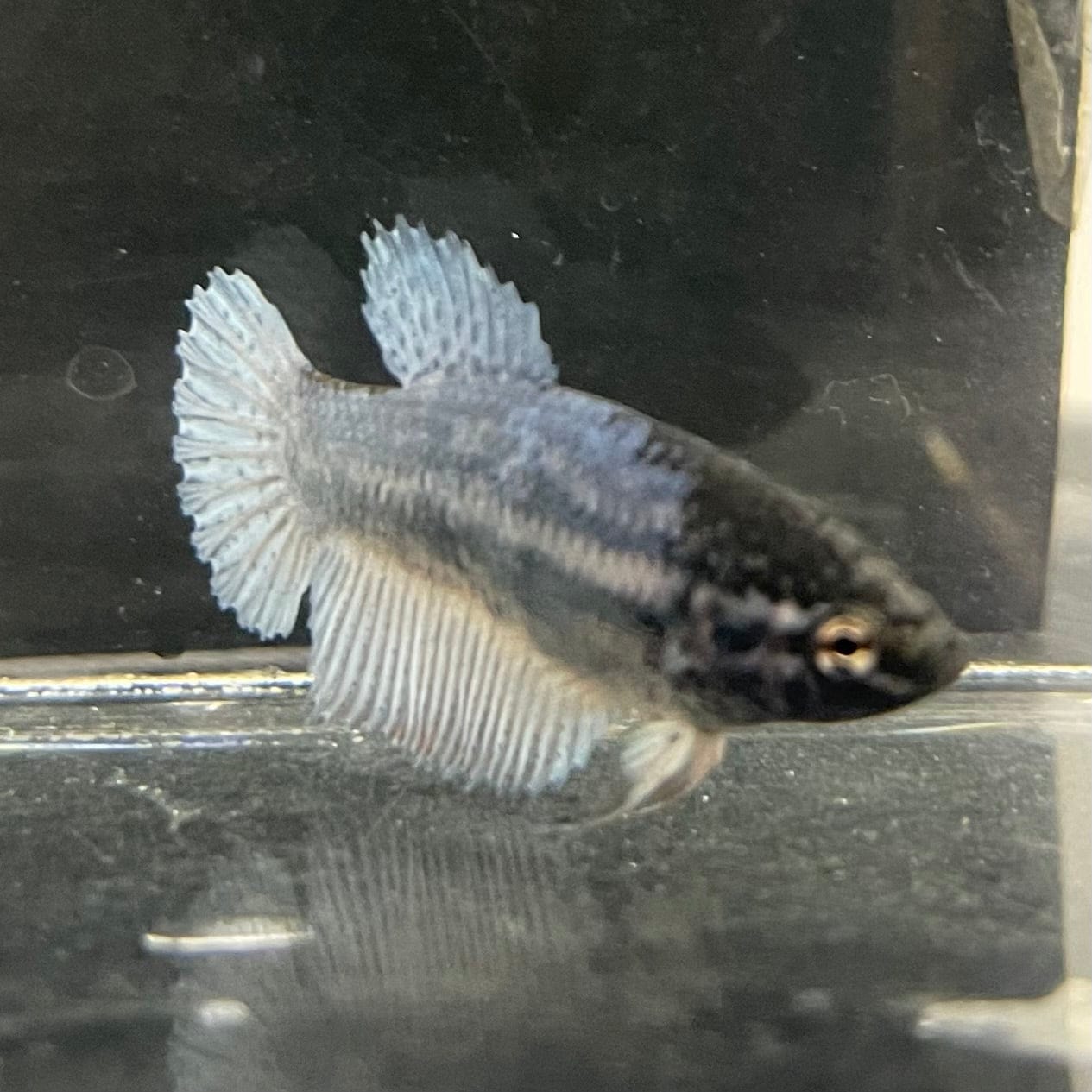 the-fish-farm Female Betta Female Betta - One Only - F Choose your own Female Betta at The Fish Farm Australia