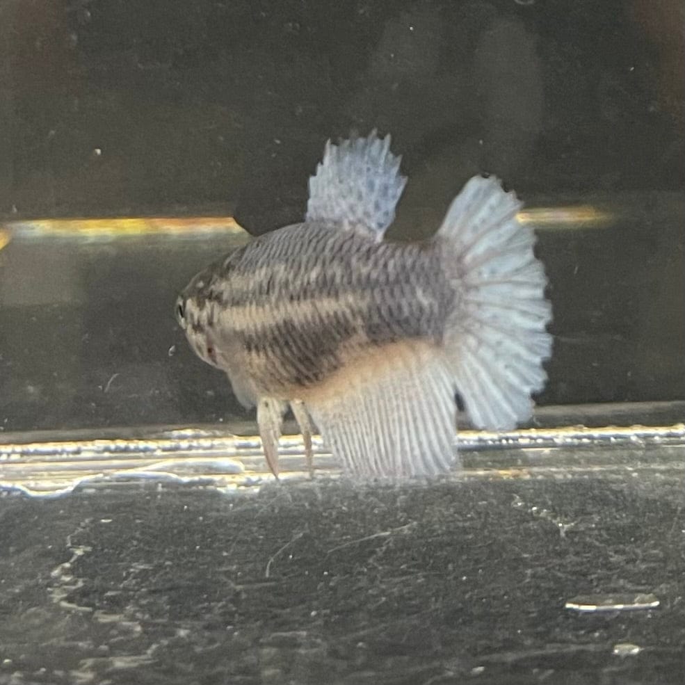 the-fish-farm Female Betta Female Betta - One Only - F Choose your own Female Betta at The Fish Farm Australia