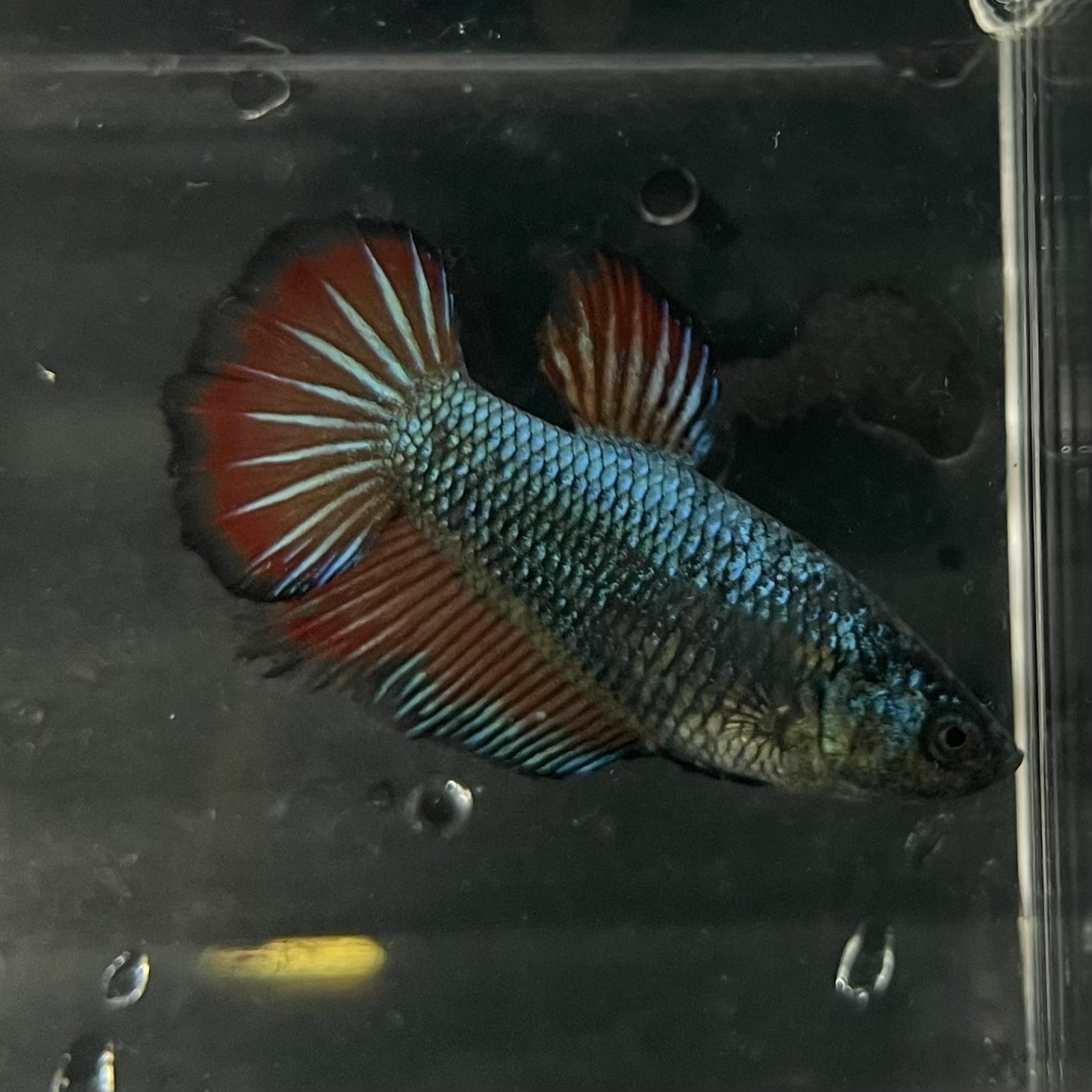 the-fish-farm Female Betta Female Betta - One Only - F Choose your own Female Betta at The Fish Farm Australia
