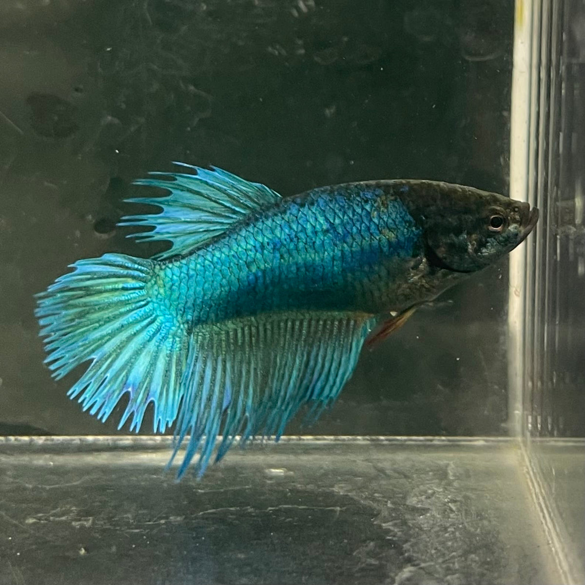 the-fish-farm Female Betta Female Betta - One Only - F Choose your own Female Betta at The Fish Farm Australia