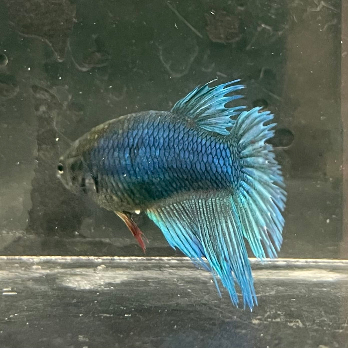 the-fish-farm Female Betta Female Betta - One Only - F Choose your own Female Betta at The Fish Farm Australia