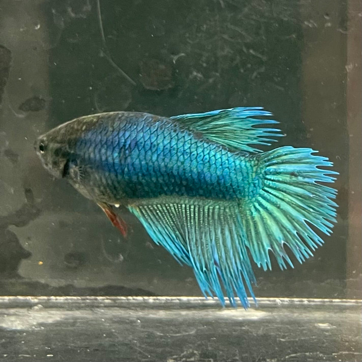 the-fish-farm Female Betta Female Betta - One Only - F Choose your own Female Betta at The Fish Farm Australia