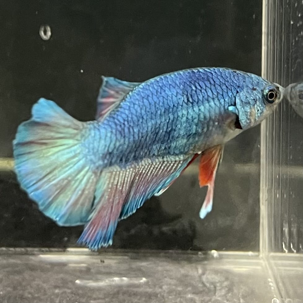 the-fish-farm Female Betta Female Betta - One Only - F Choose your own Female Betta at The Fish Farm Australia