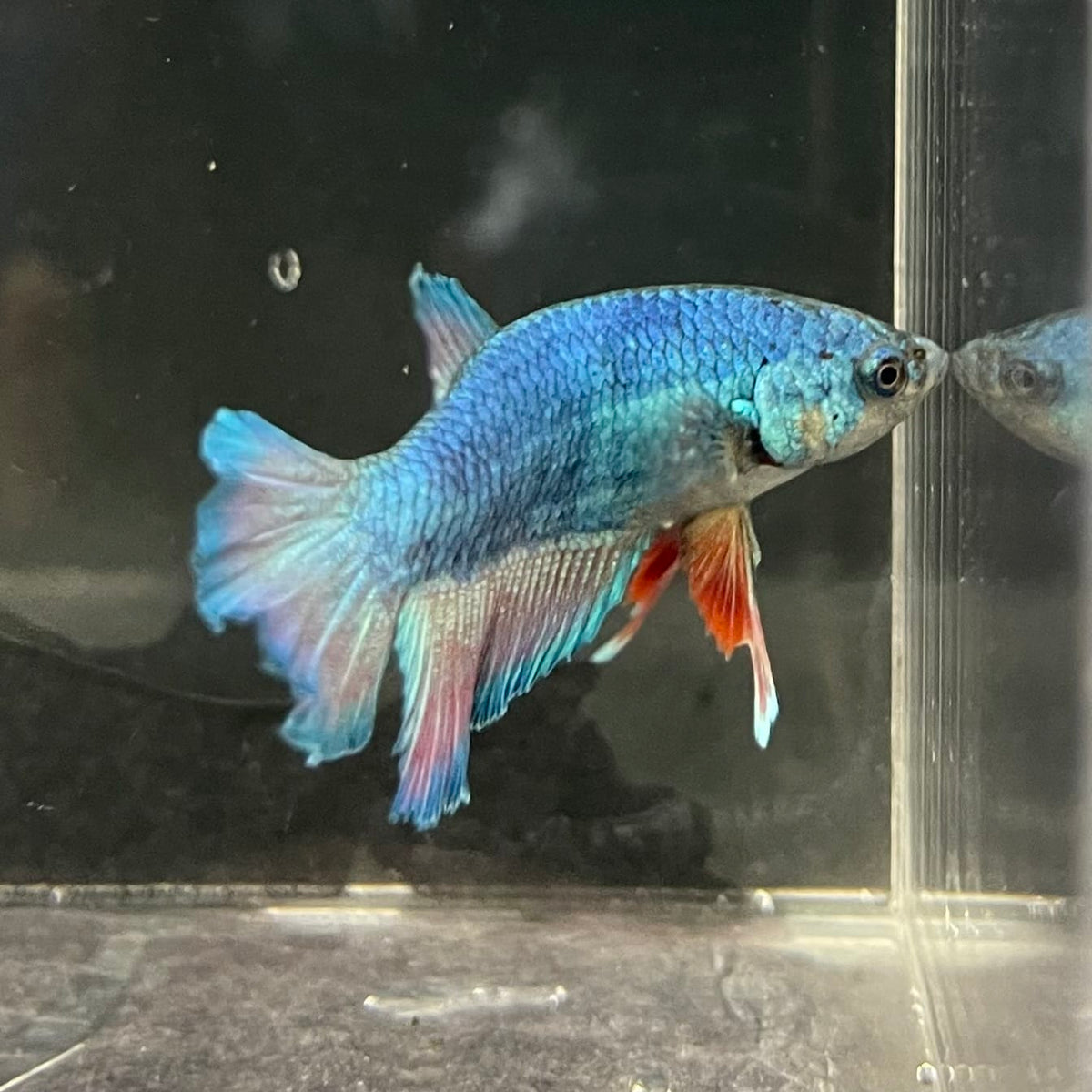 the-fish-farm Female Betta Female Betta - One Only - F Choose your own Female Betta at The Fish Farm Australia