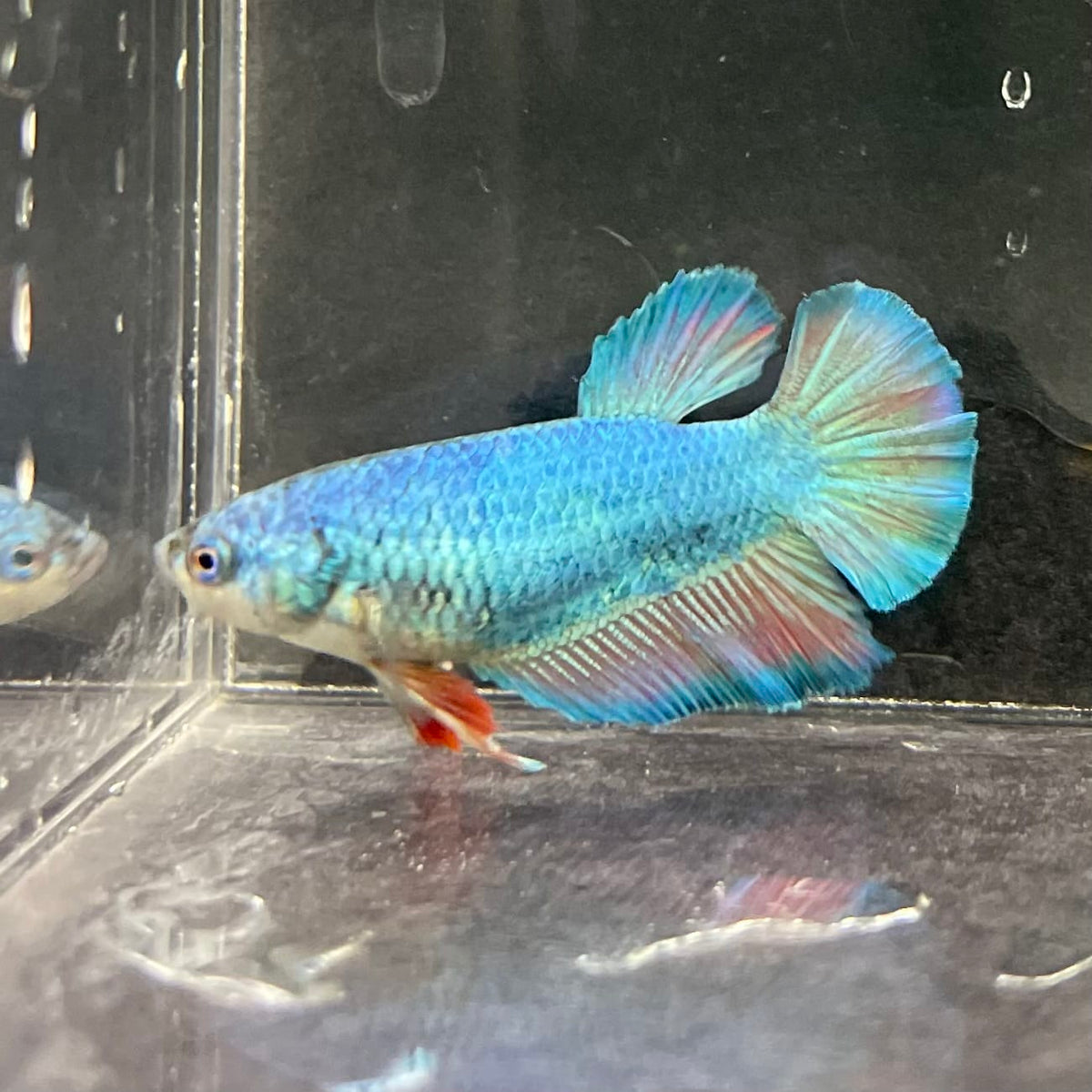 the-fish-farm Female Betta Female Betta - One Only - F Choose your own Female Betta at The Fish Farm Australia
