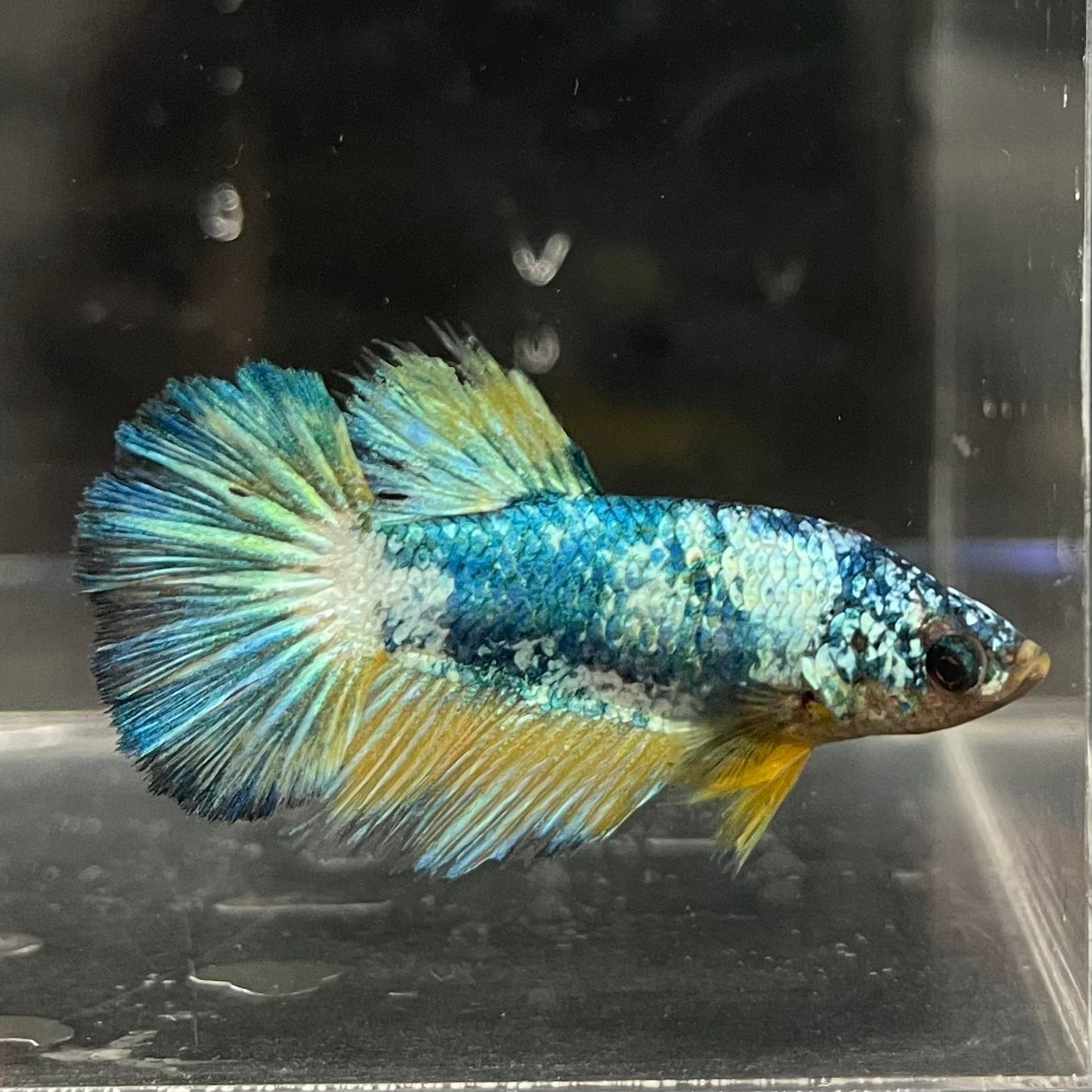 Female Betta Best Water For Betta Fish Female Betta Best Thing To