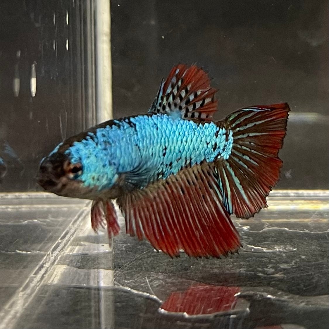 the-fish-farm Female Betta Female Betta - One Only - G Choose your own Female Betta at The Fish Farm Australia