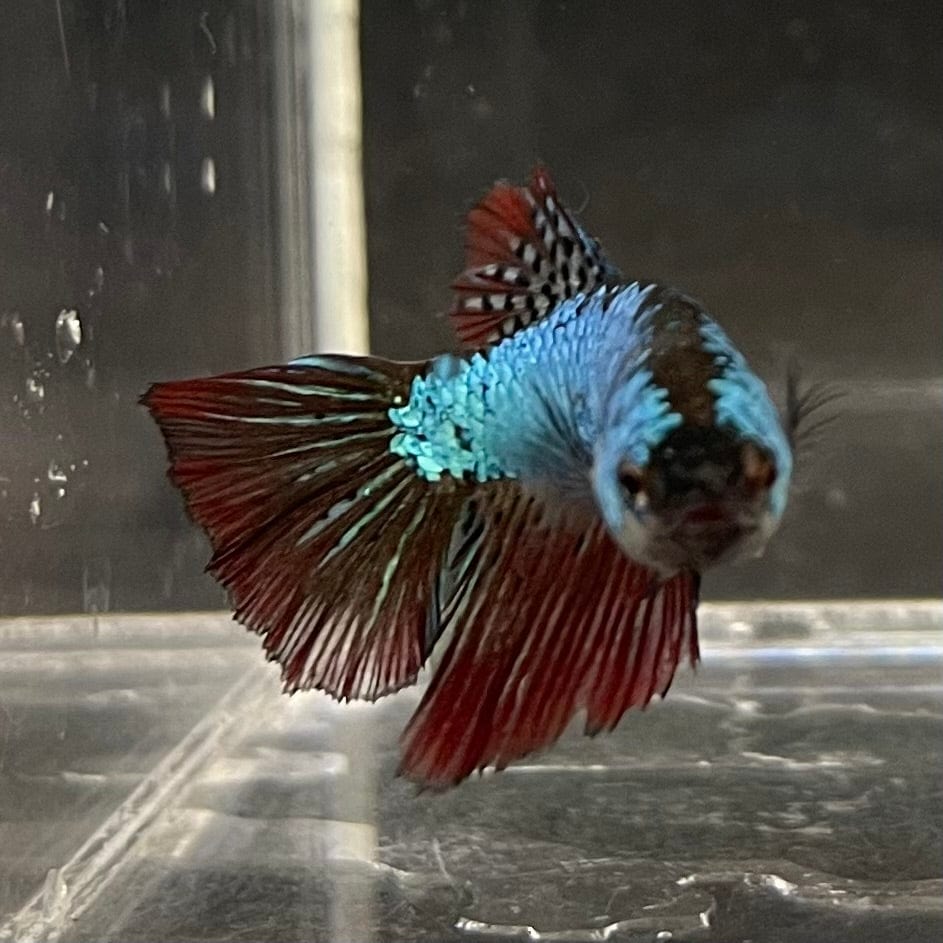 the-fish-farm Female Betta Female Betta - One Only - G Choose your own Female Betta at The Fish Farm Australia