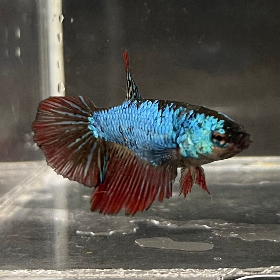 the-fish-farm Female Betta Female Betta - One Only - G Choose your own Female Betta at The Fish Farm Australia