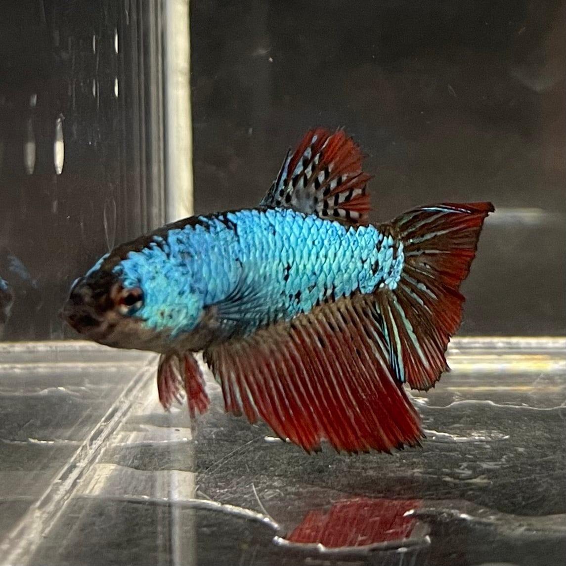 the-fish-farm Female Betta Female Betta - One Only - G Choose your own Female Betta at The Fish Farm Australia