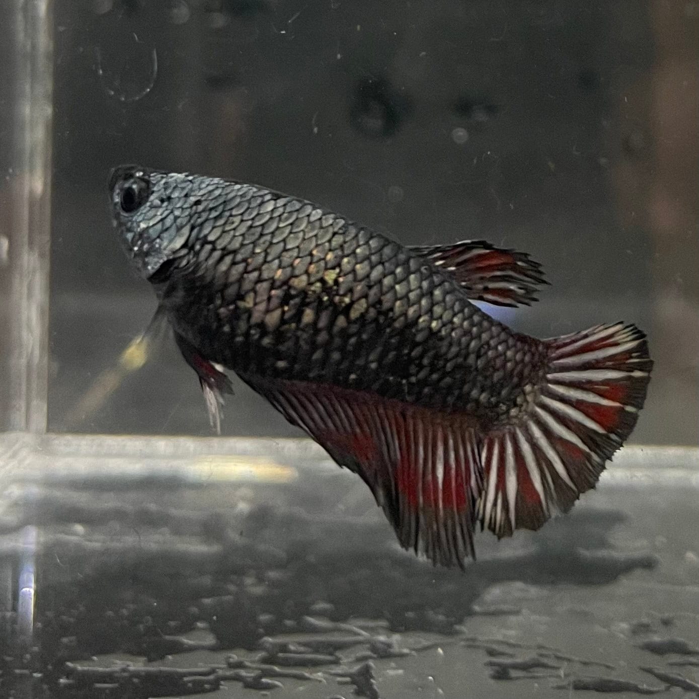 the-fish-farm Female Betta Female Betta - One Only - G Choose your own Female Betta at The Fish Farm Australia