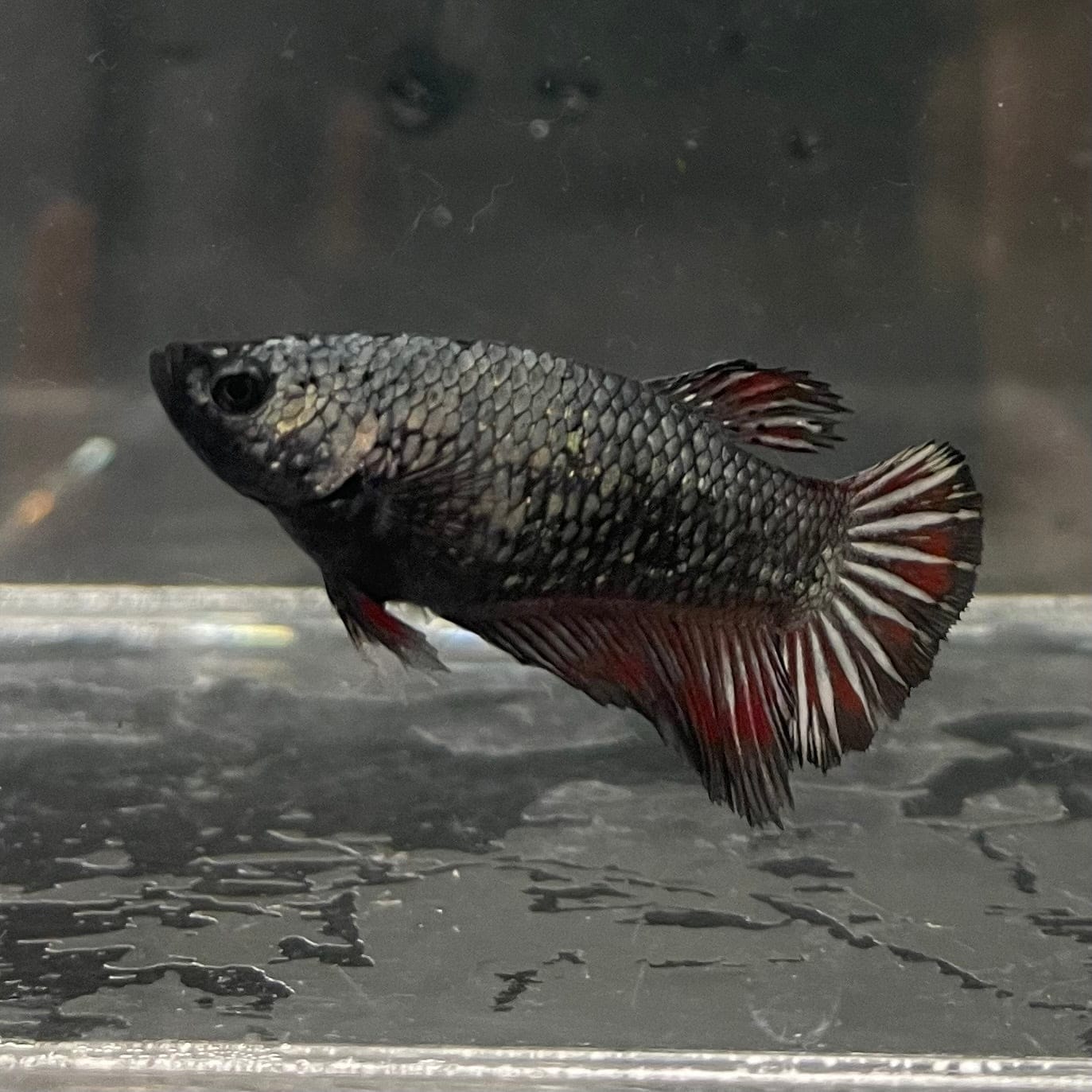 the-fish-farm Female Betta Female Betta - One Only - G Choose your own Female Betta at The Fish Farm Australia