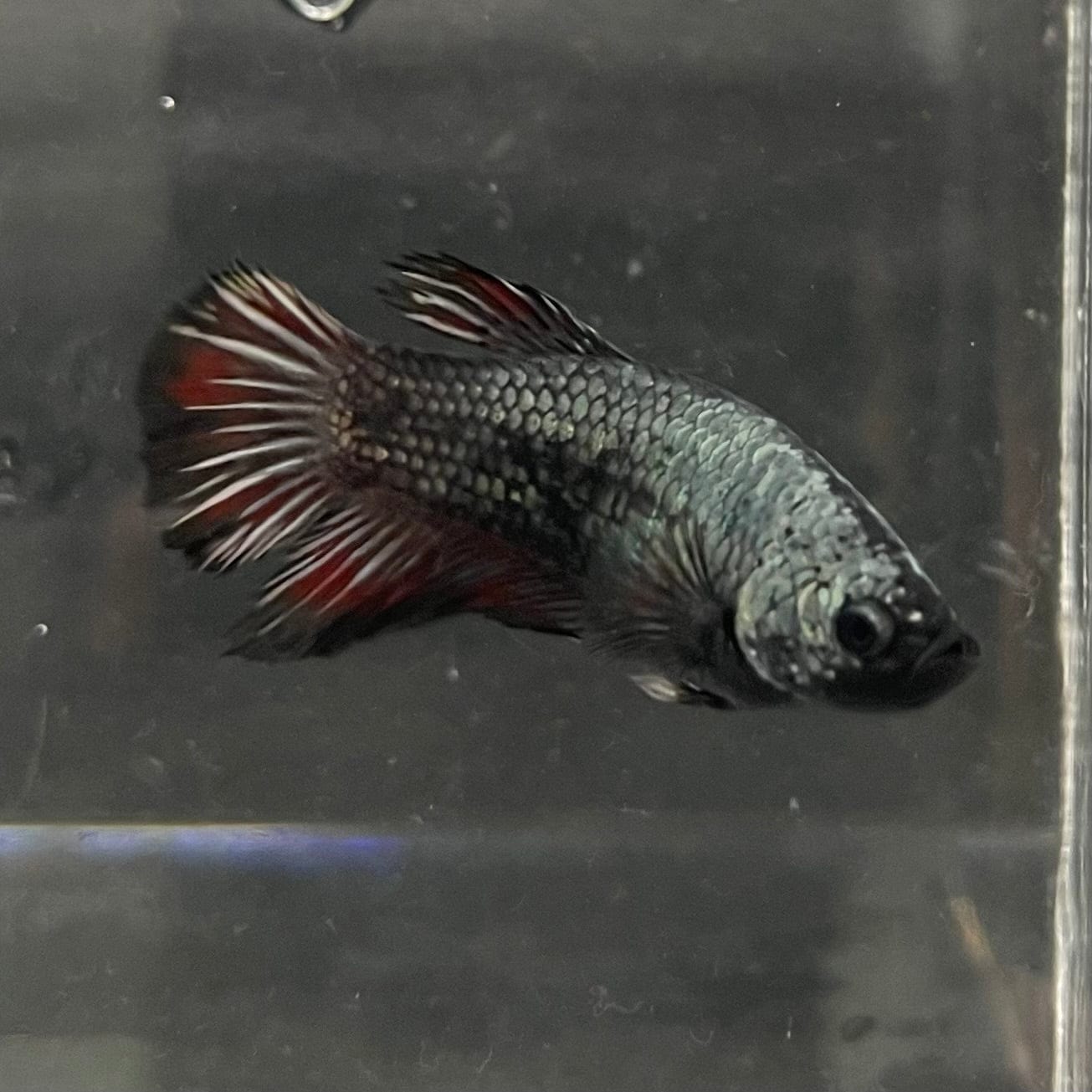 the-fish-farm Female Betta Female Betta - One Only - G Choose your own Female Betta at The Fish Farm Australia