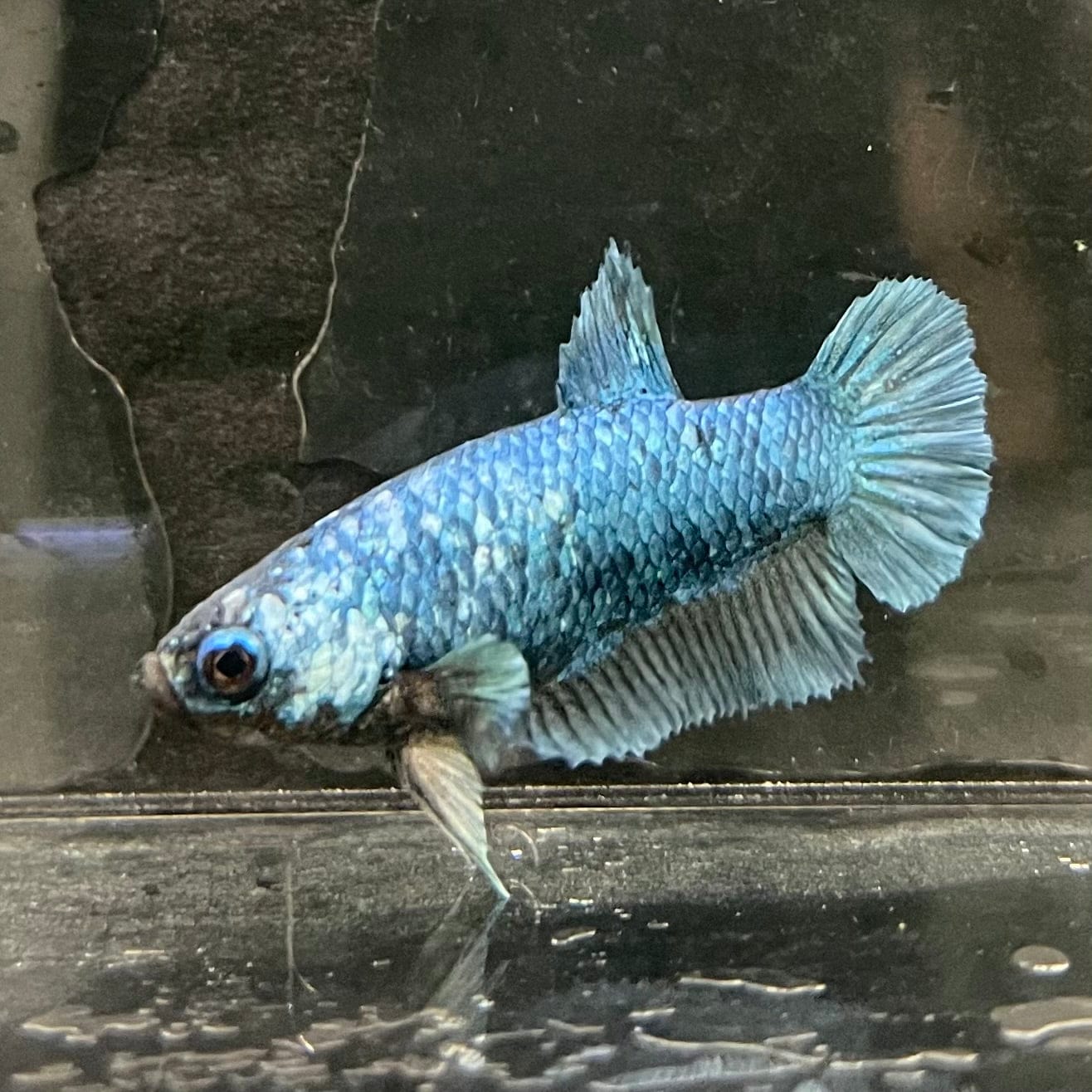 the-fish-farm Female Betta Female Betta - One Only - G Choose your own Female Betta at The Fish Farm Australia