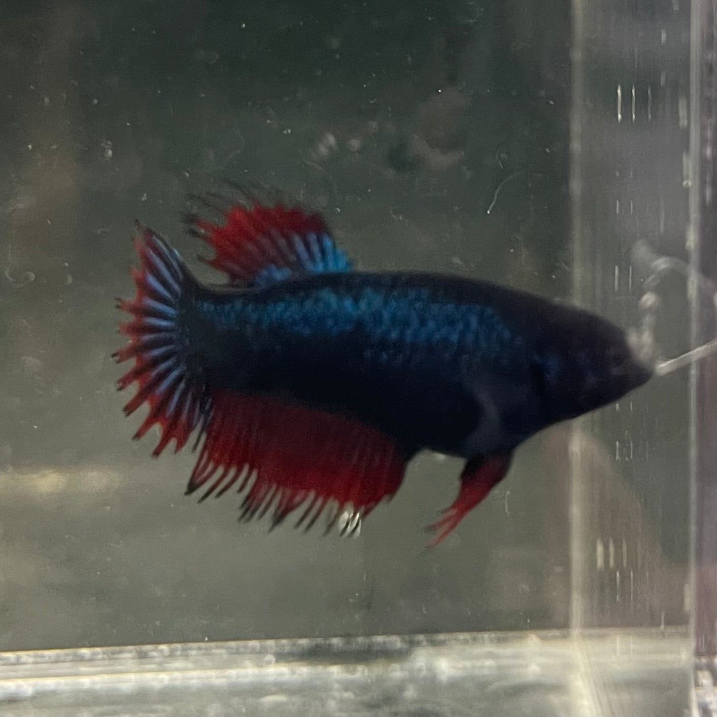 the-fish-farm Female Betta Female Betta - One Only - G Choose your own Female Betta at The Fish Farm Australia