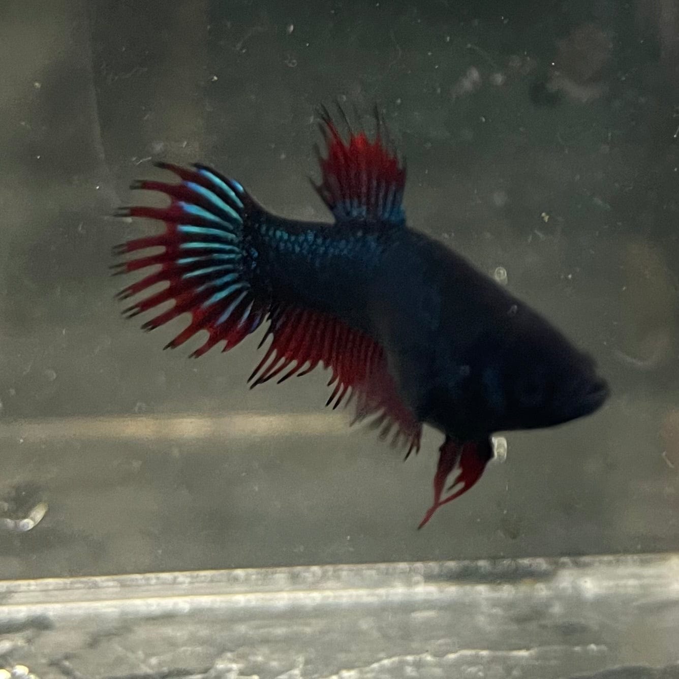 the-fish-farm Female Betta Female Betta - One Only - G Choose your own Female Betta at The Fish Farm Australia