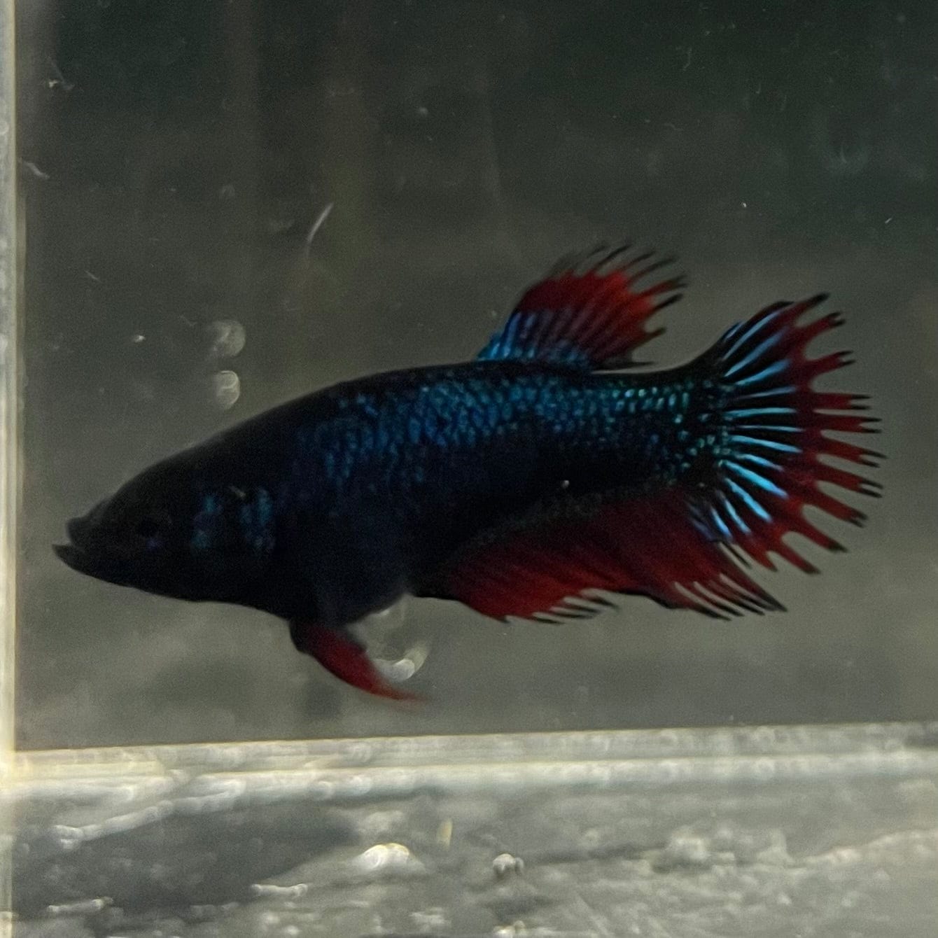 the-fish-farm Female Betta Female Betta - One Only - G Choose your own Female Betta at The Fish Farm Australia