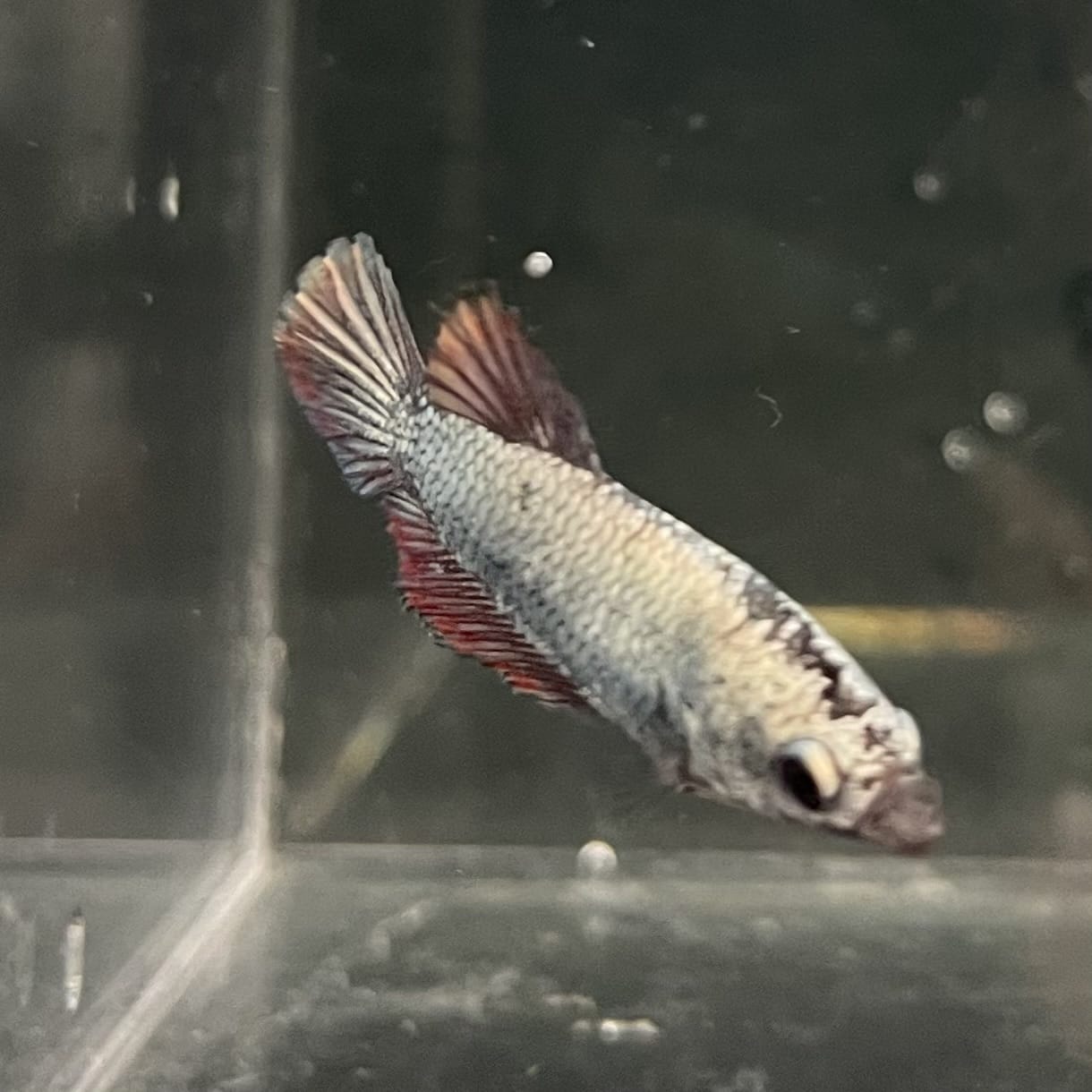 the-fish-farm Female Betta Female Betta - One Only - G Choose your own Female Betta at The Fish Farm Australia