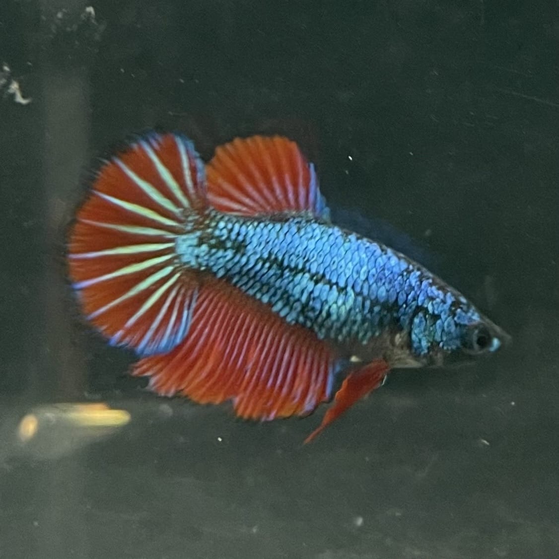 the-fish-farm Female Betta Female Betta - One Only - G Choose your own Female Betta at The Fish Farm Australia