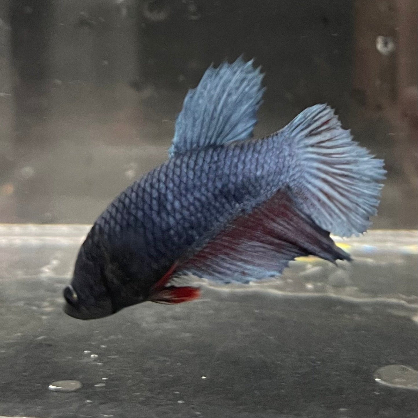 the-fish-farm Female Betta Female Betta - One Only - H Choose your own Female Betta at The Fish Farm Australia