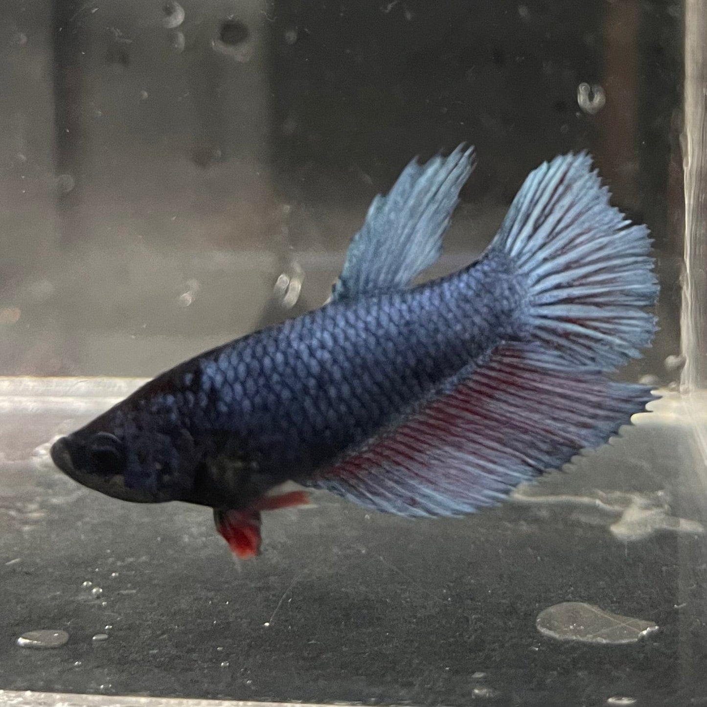 the-fish-farm Female Betta Female Betta - One Only - H Choose your own Female Betta at The Fish Farm Australia