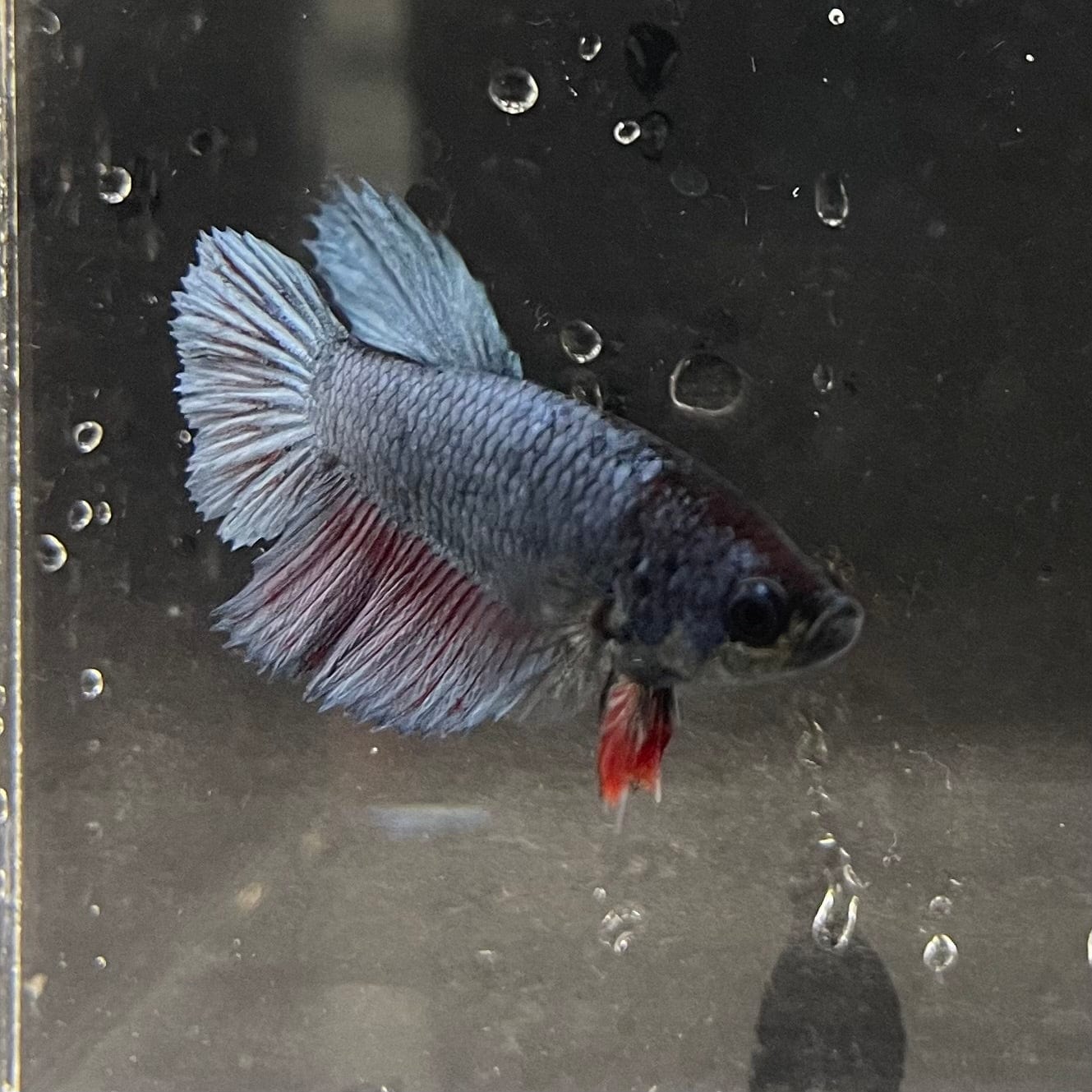 the-fish-farm Female Betta Female Betta - One Only - H Choose your own Female Betta at The Fish Farm Australia