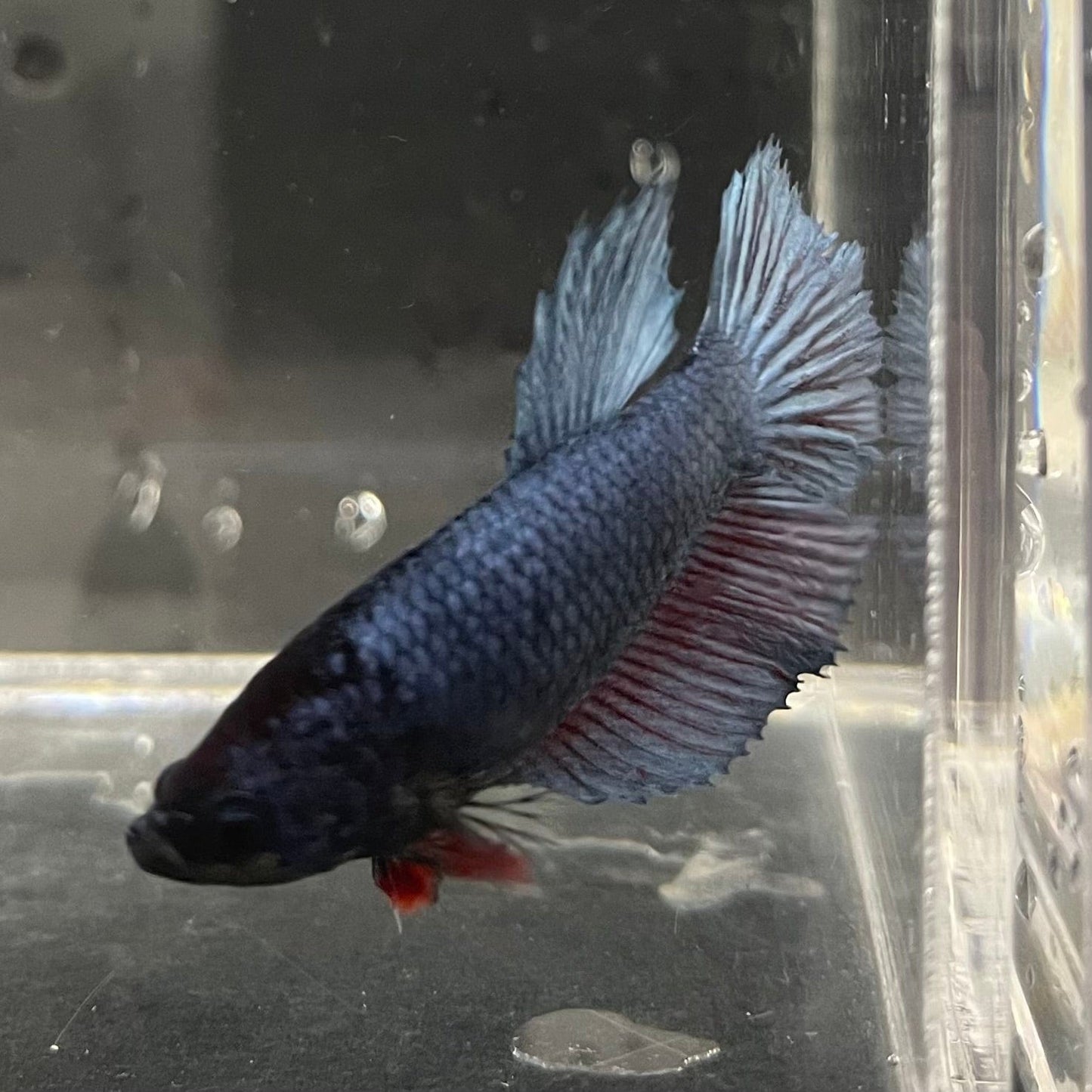 the-fish-farm Female Betta Female Betta - One Only - H Choose your own Female Betta at The Fish Farm Australia