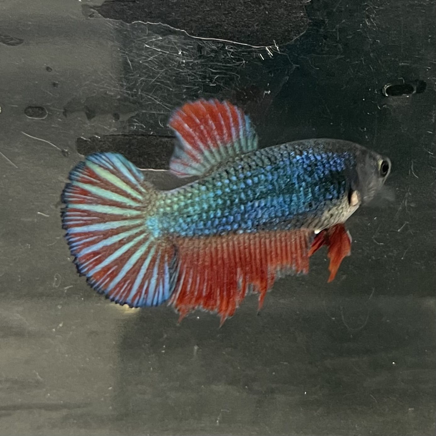 the-fish-farm Female Betta Female Betta - One Only - H Choose your own Female Betta at The Fish Farm Australia