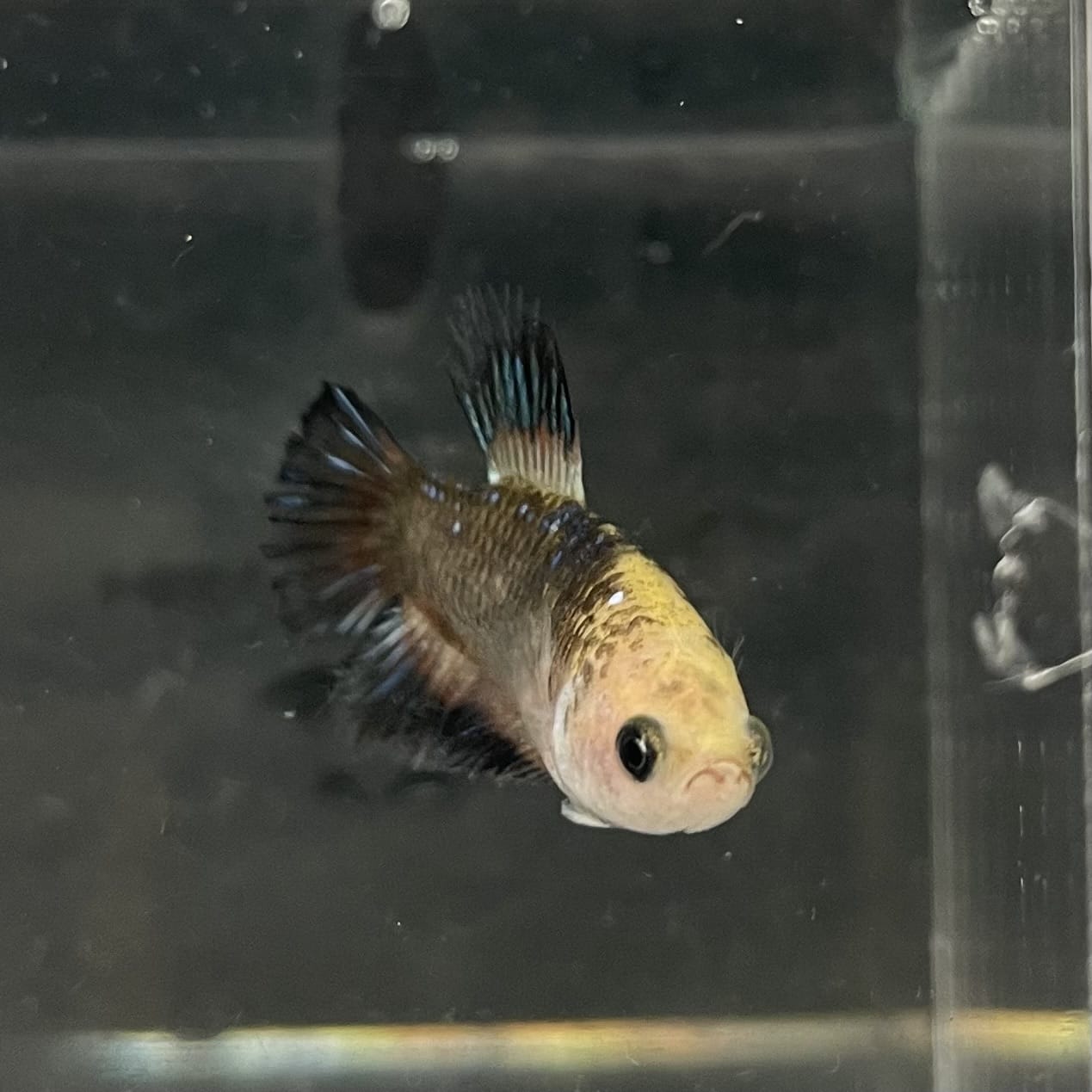the-fish-farm Female Betta Female Betta - One Only - H Choose your own Female Betta at The Fish Farm Australia