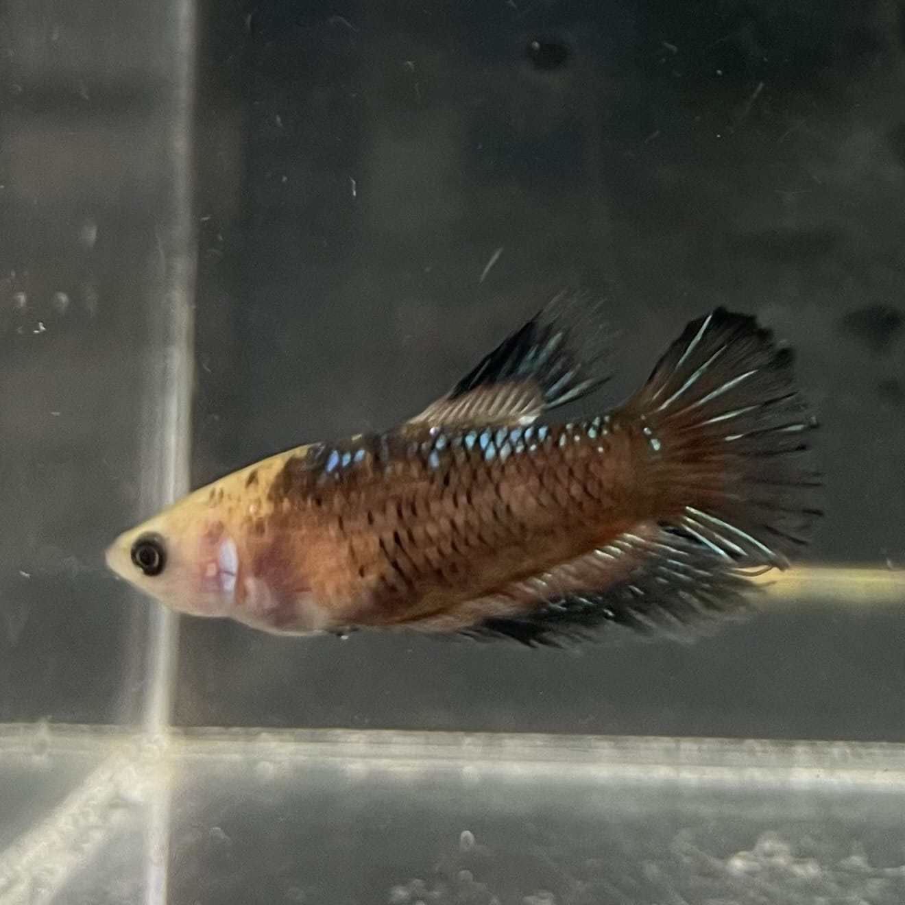 the-fish-farm Female Betta Female Betta - One Only - H Choose your own Female Betta at The Fish Farm Australia