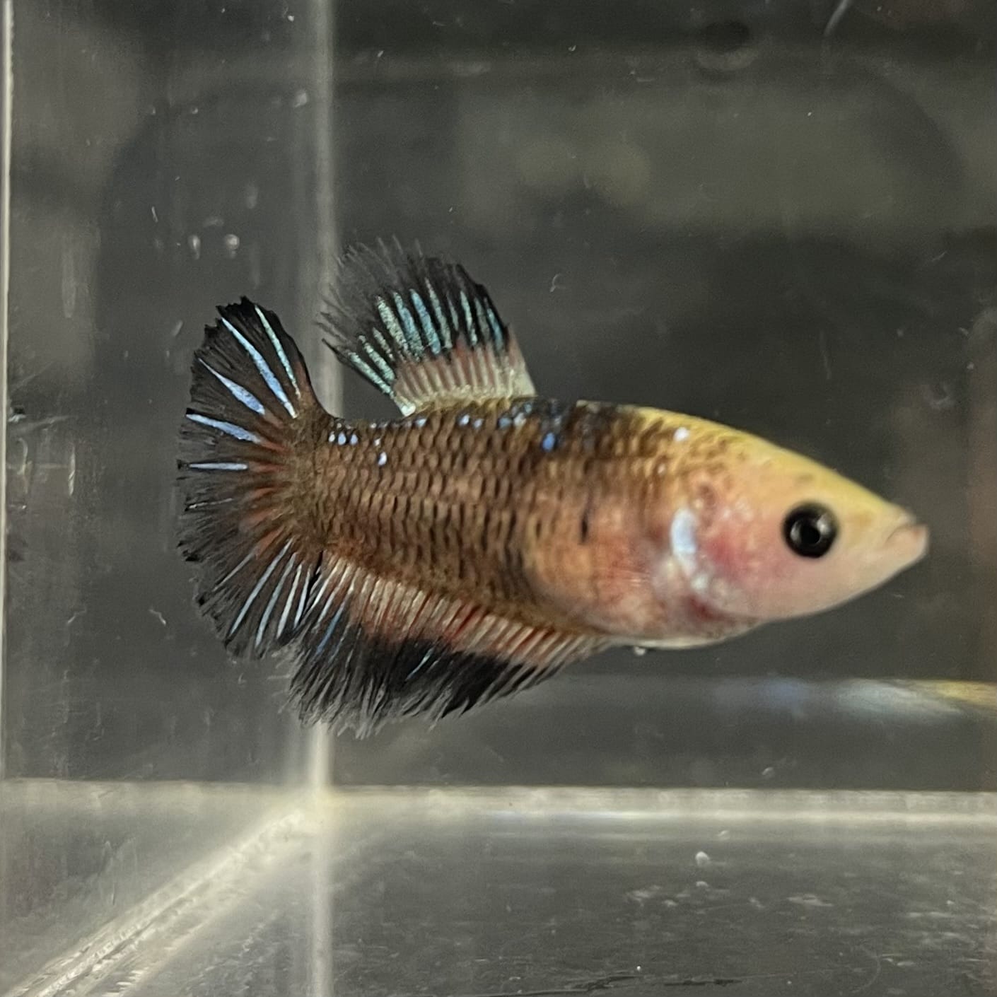 the-fish-farm Female Betta Female Betta - One Only - H Choose your own Female Betta at The Fish Farm Australia