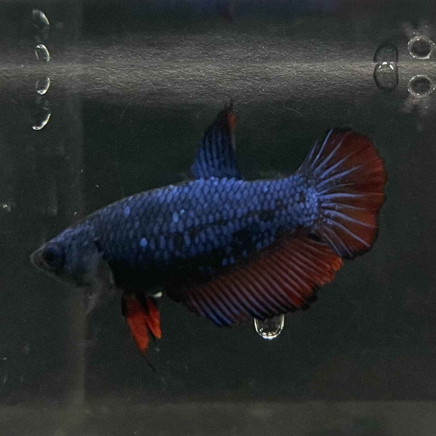 the-fish-farm Female Betta Female Betta - One Only - H Choose your own Female Betta at The Fish Farm Australia