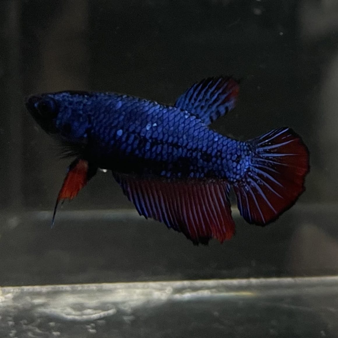 the-fish-farm Female Betta Female Betta - One Only - H Choose your own Female Betta at The Fish Farm Australia