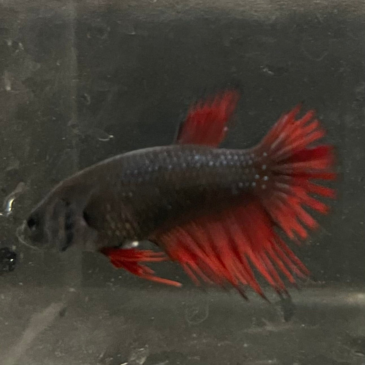 the-fish-farm Female Betta Female Betta - One Only - H Choose your own Female Betta at The Fish Farm Australia