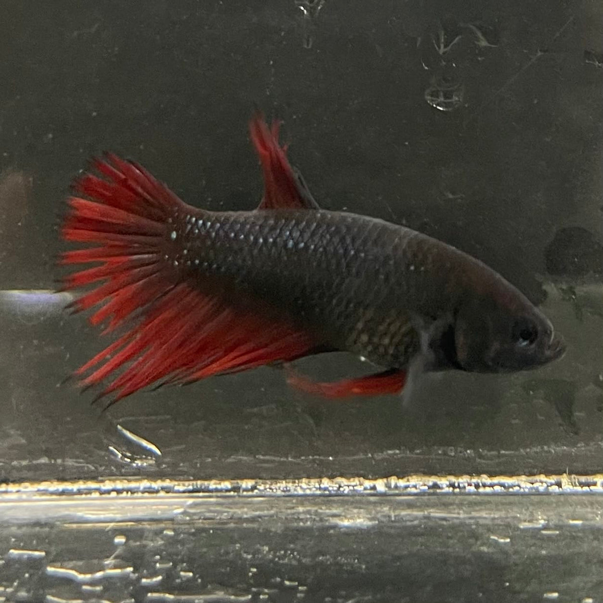 the-fish-farm Female Betta Female Betta - One Only - H Choose your own Female Betta at The Fish Farm Australia