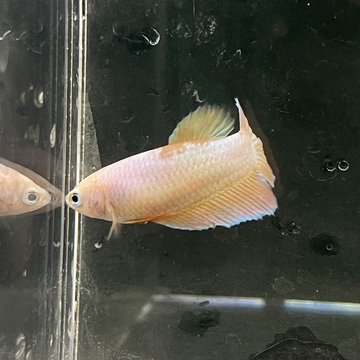 the-fish-farm Female Betta Female Betta - One Only - H Choose your own Female Betta at The Fish Farm Australia