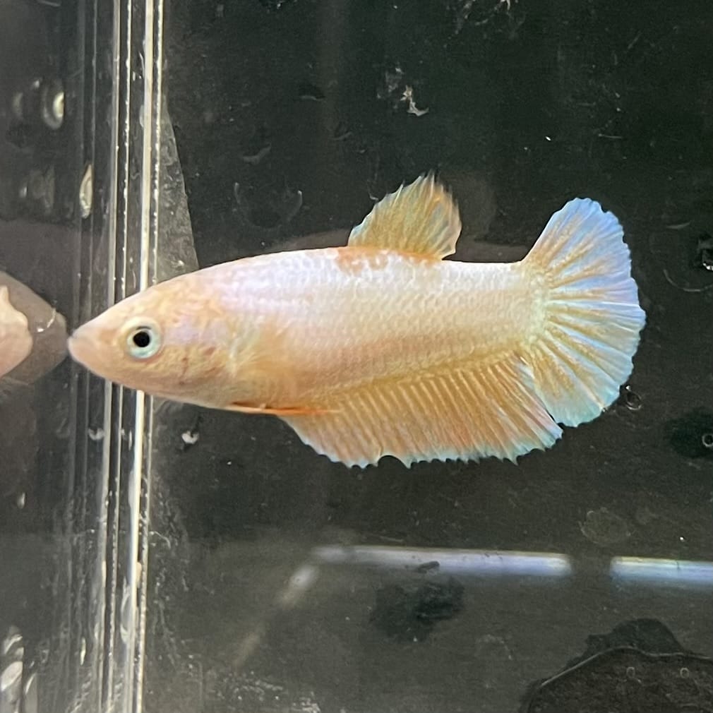 the-fish-farm Female Betta Female Betta - One Only - H Choose your own Female Betta at The Fish Farm Australia