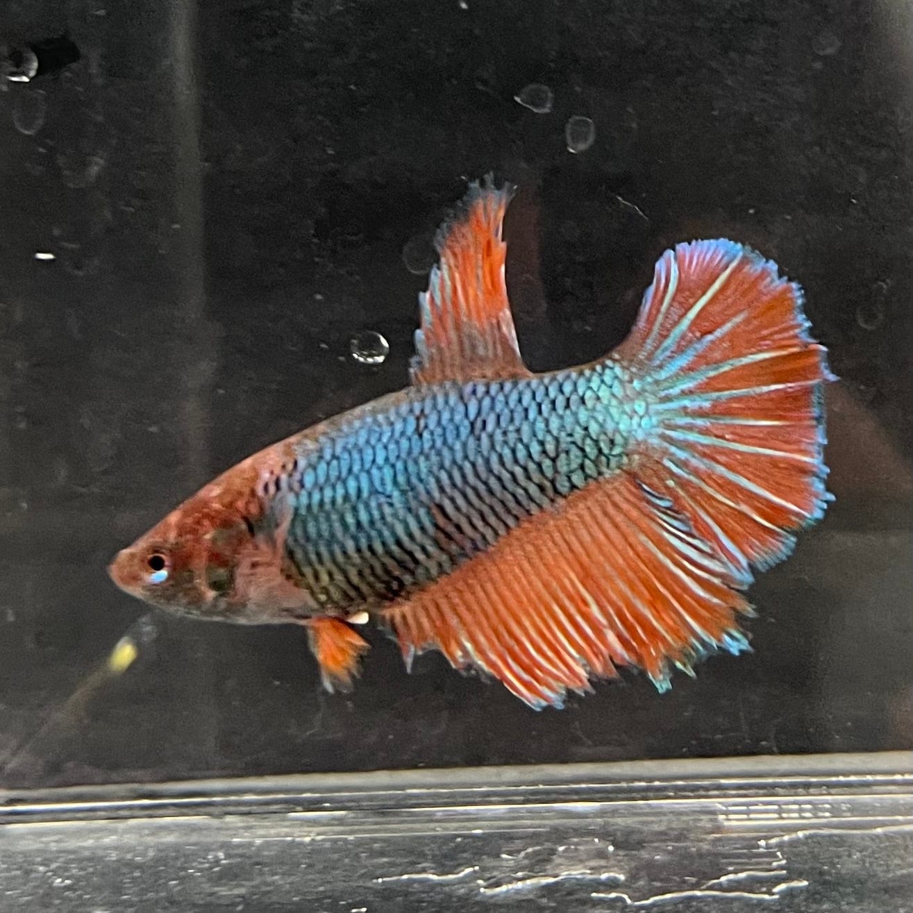 the-fish-farm Female Betta Female Betta - One Only - I Choose your own Female Betta at The Fish Farm Australia