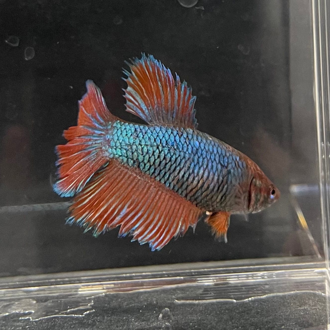 the-fish-farm Female Betta Female Betta - One Only - I Choose your own Female Betta at The Fish Farm Australia