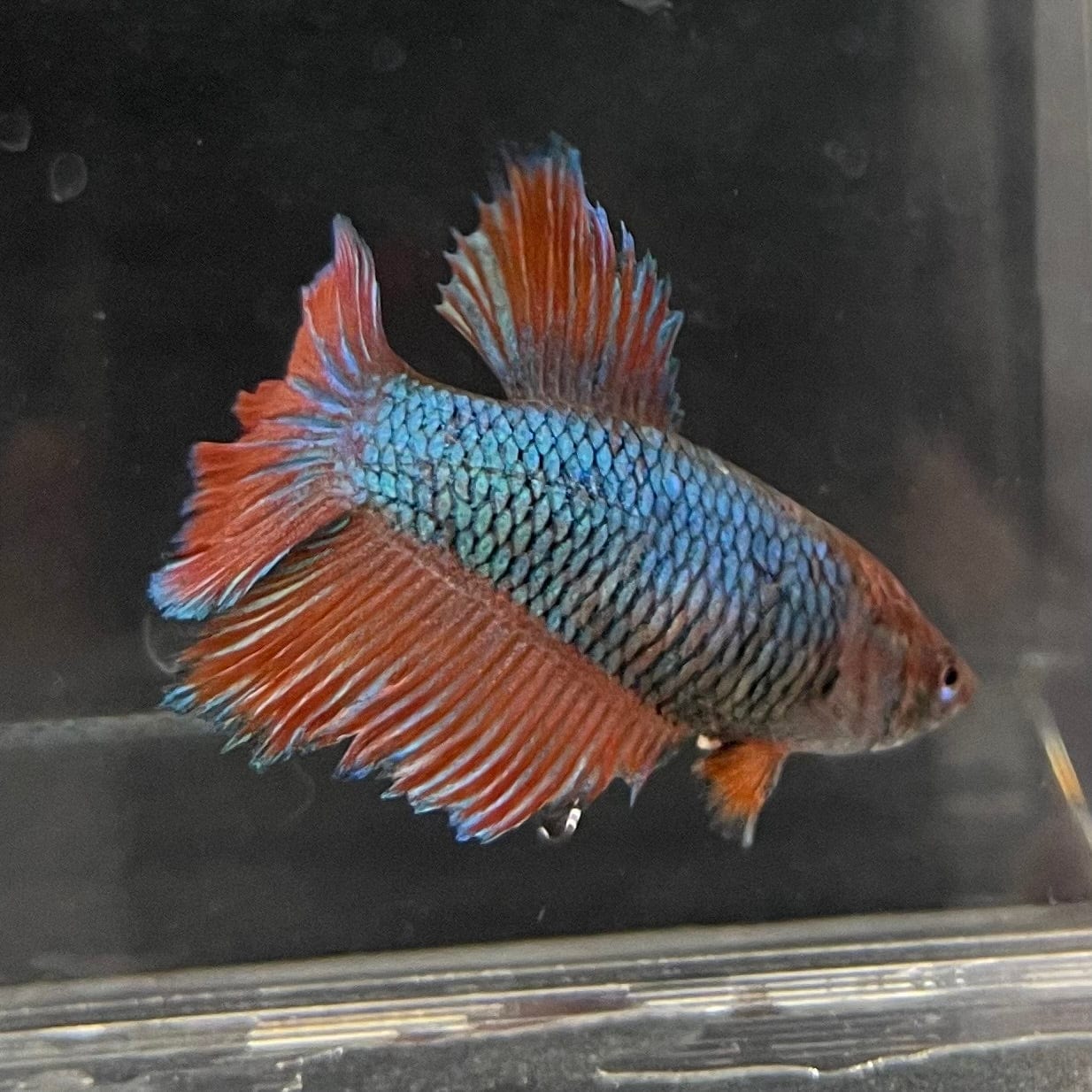 the-fish-farm Female Betta Female Betta - One Only - I Choose your own Female Betta at The Fish Farm Australia