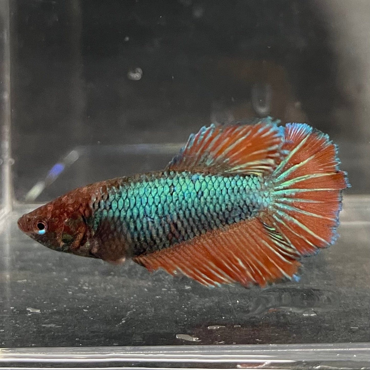 the-fish-farm Female Betta Female Betta - One Only - I Choose your own Female Betta at The Fish Farm Australia