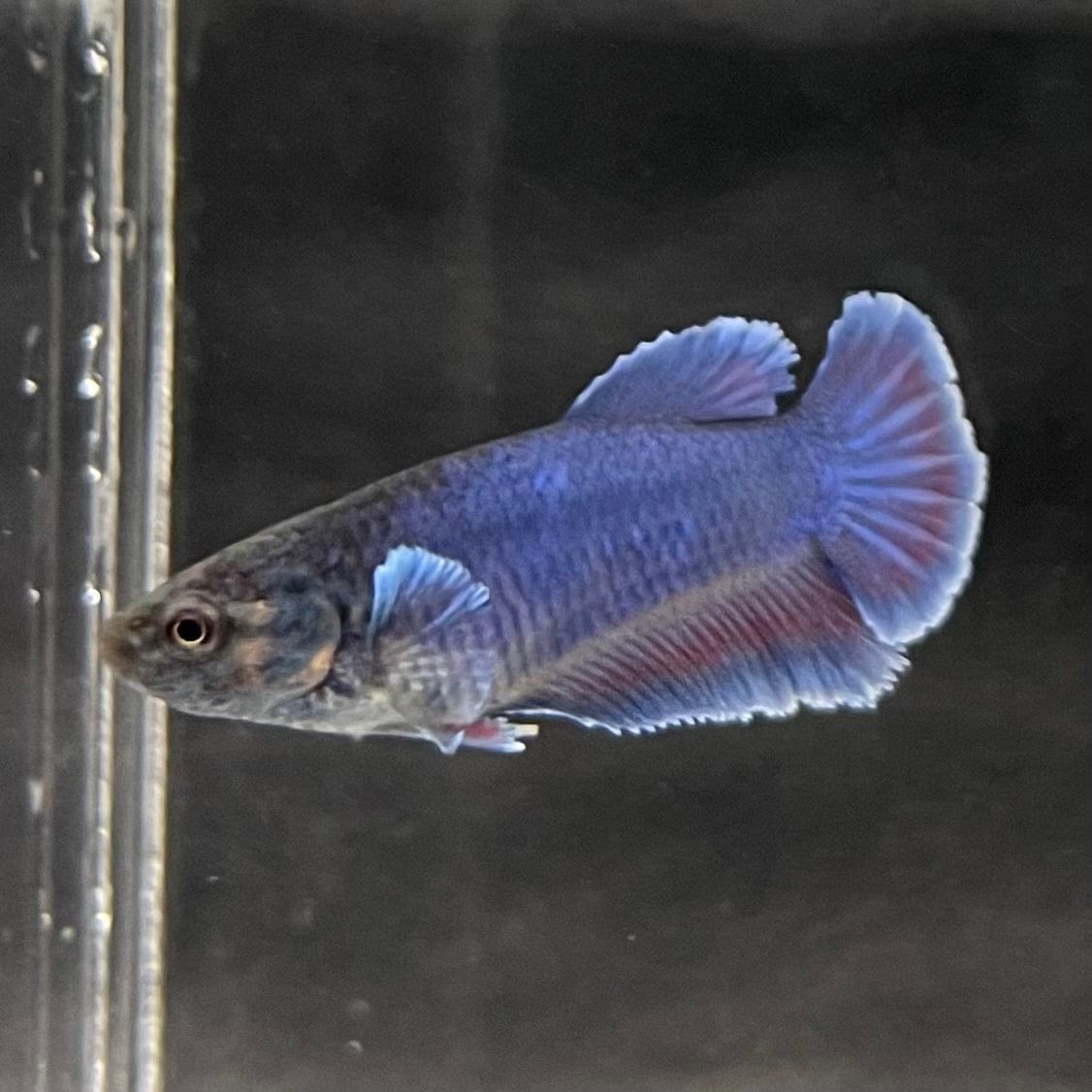 the-fish-farm Female Betta Female Betta - One Only - I Choose your own Female Betta at The Fish Farm Australia
