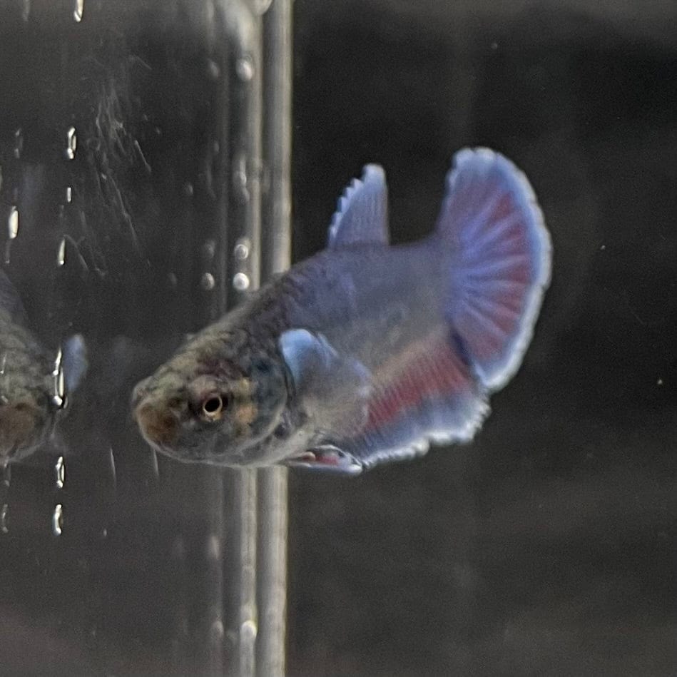 the-fish-farm Female Betta Female Betta - One Only - I Choose your own Female Betta at The Fish Farm Australia