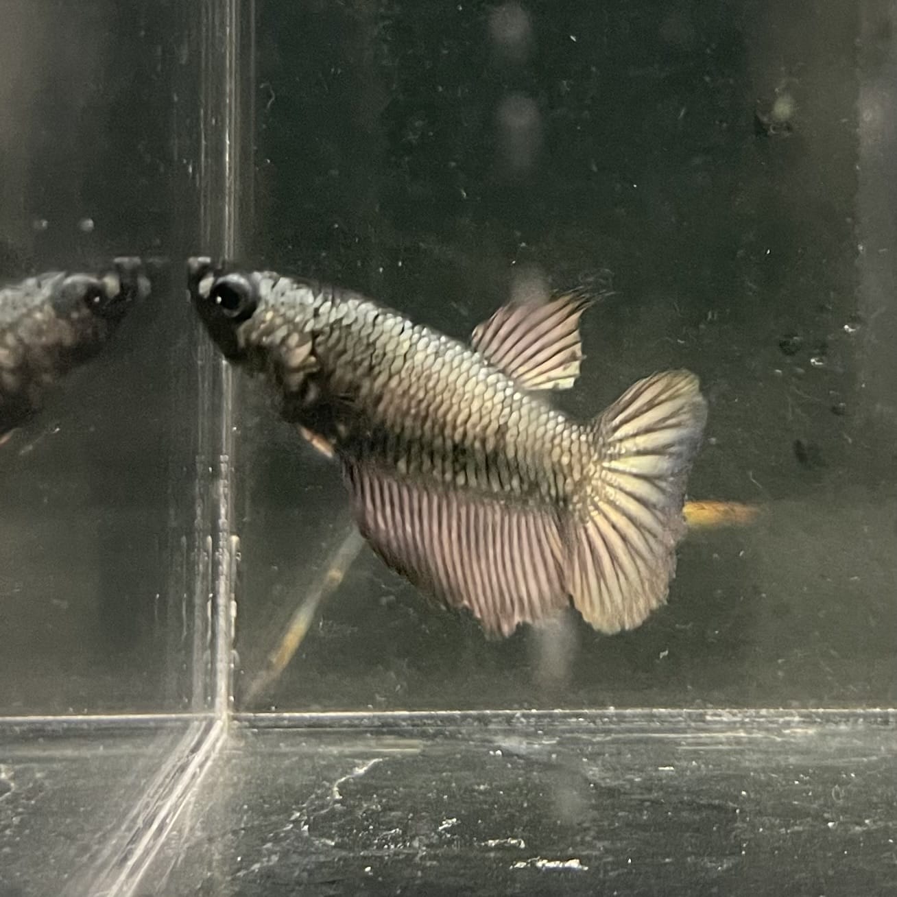 the-fish-farm Female Betta Female Betta - One Only - I Choose your own Female Betta at The Fish Farm Australia