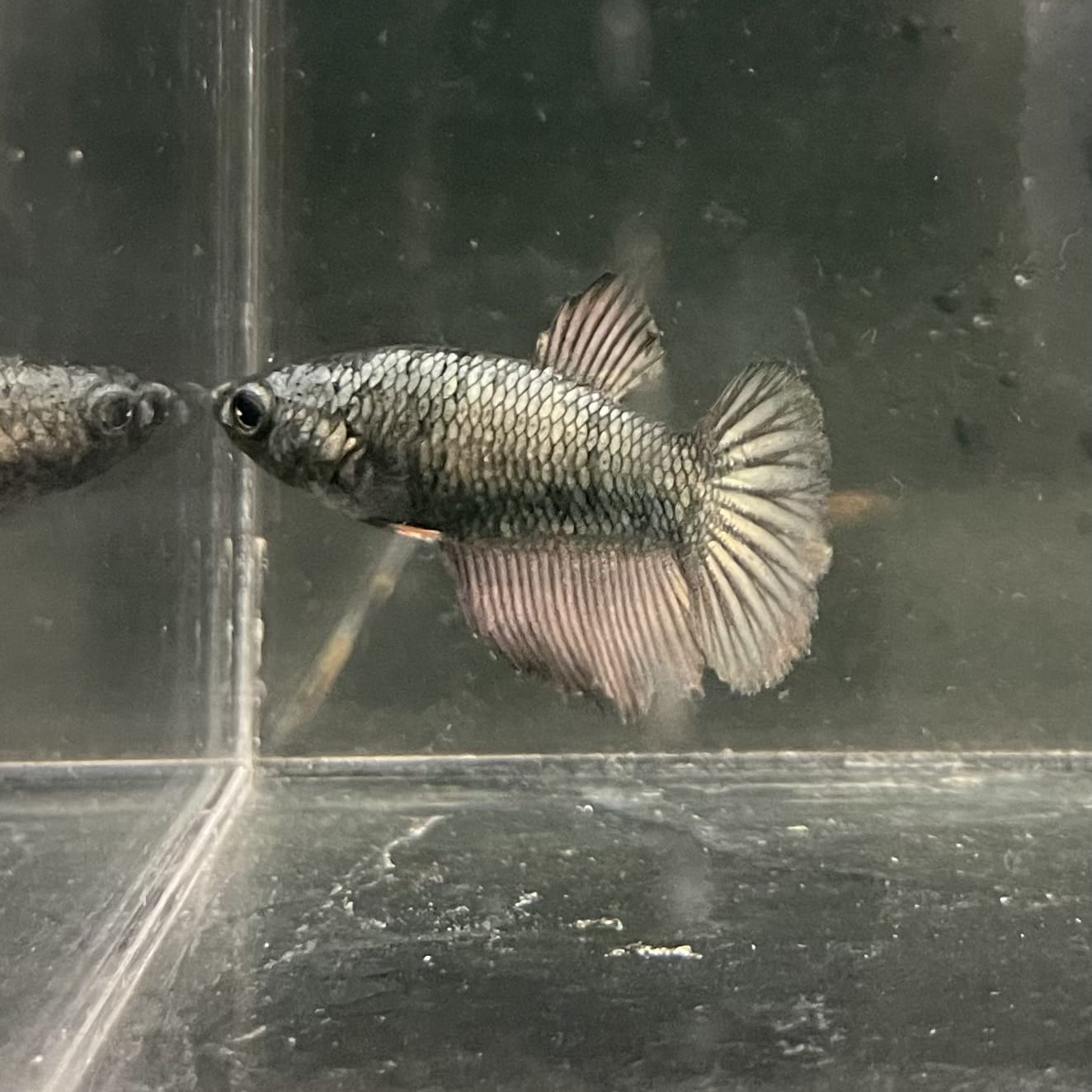 the-fish-farm Female Betta Female Betta - One Only - I Choose your own Female Betta at The Fish Farm Australia