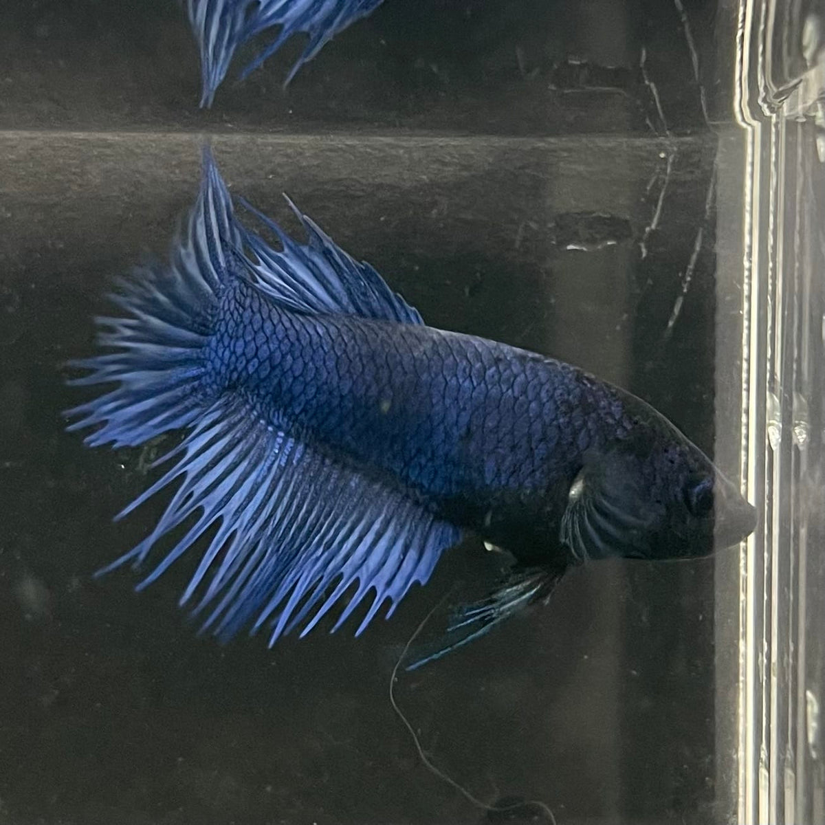 the-fish-farm Female Betta Female Betta - One Only - I Choose your own Female Betta at The Fish Farm Australia