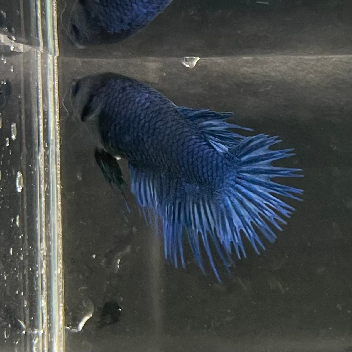 the-fish-farm Female Betta Female Betta - One Only - I Choose your own Female Betta at The Fish Farm Australia
