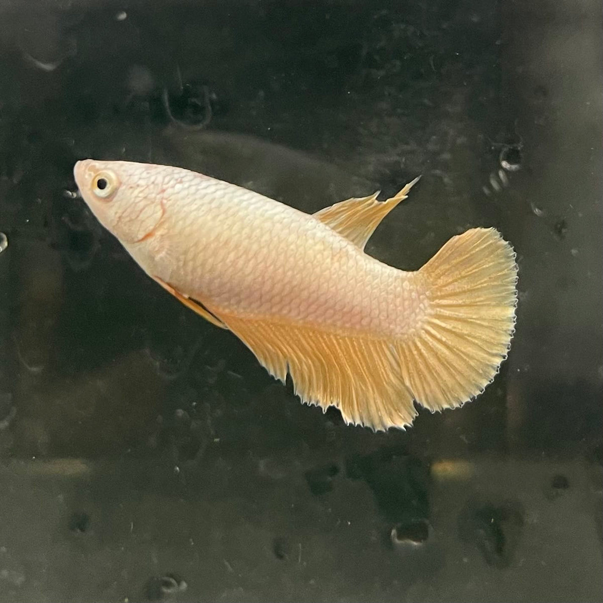 the-fish-farm Female Betta Female Betta - One Only - I Choose your own Female Betta at The Fish Farm Australia