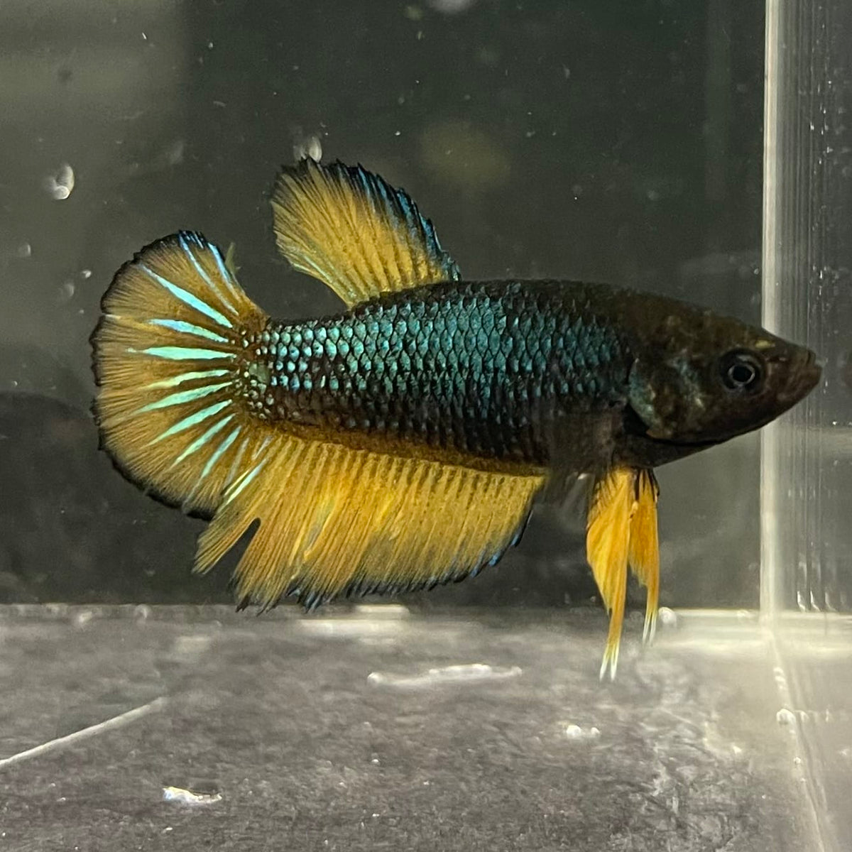 the-fish-farm Female Betta Female Betta - One Only - I Choose your own Female Betta at The Fish Farm Australia